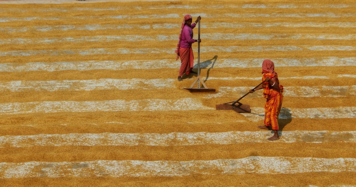Two women in India wearing simple red saris rake rows of threshed grain to dry.