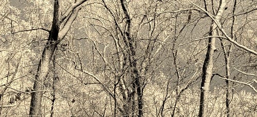 A Change at Imbolc