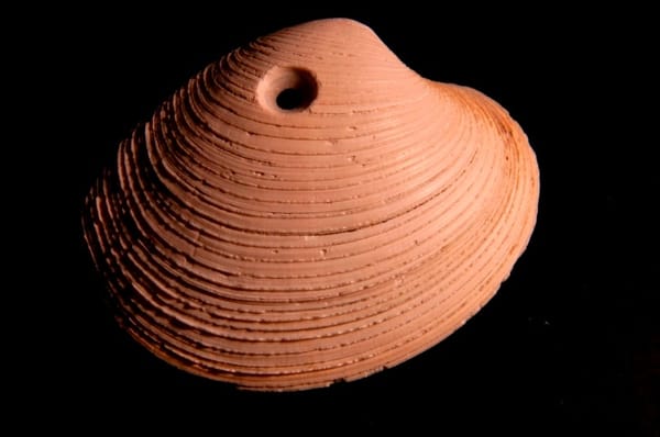 Cross-post | Notes on a Detransition 6: Empathy Hijacking | by Victoria Gugenheim